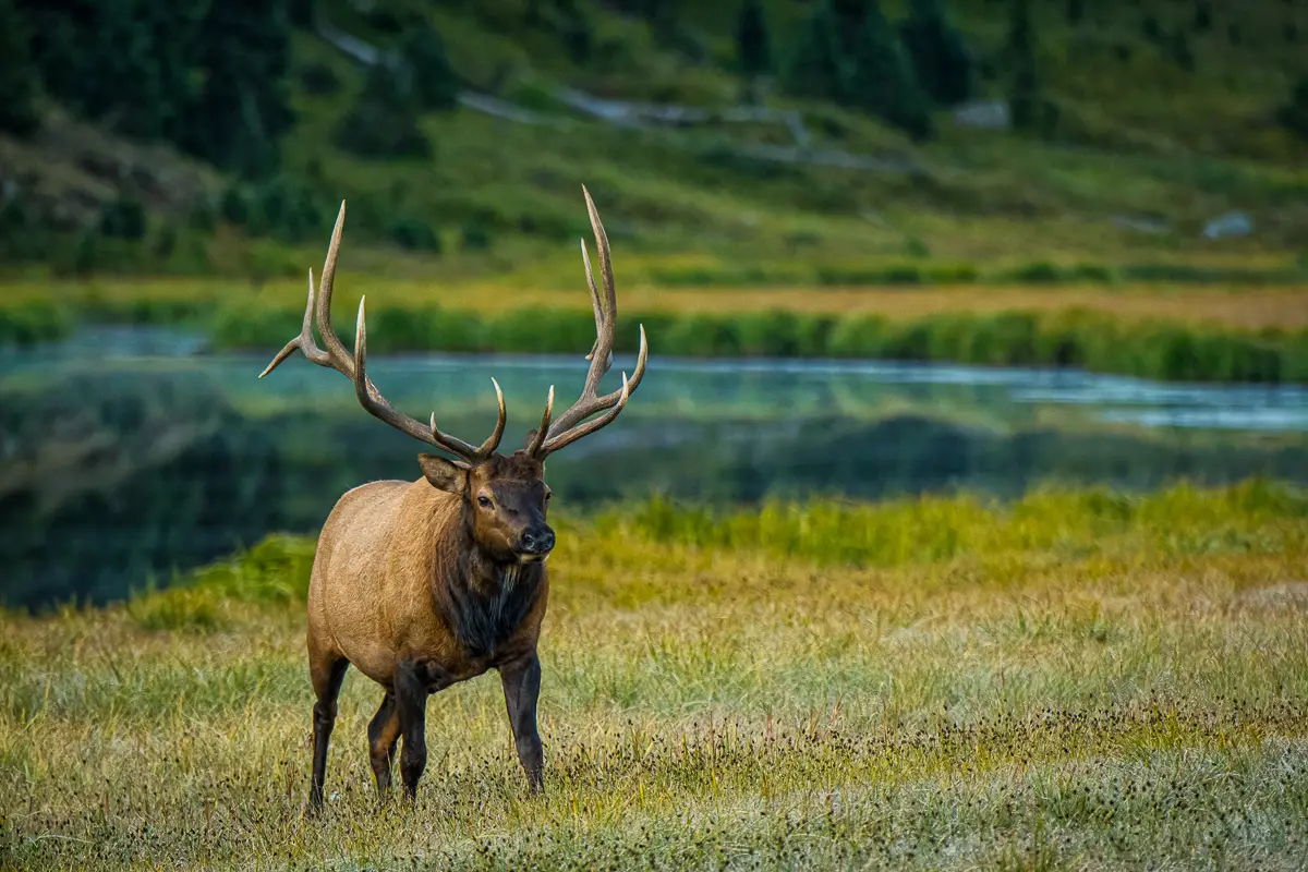 Fall Bull Moose
